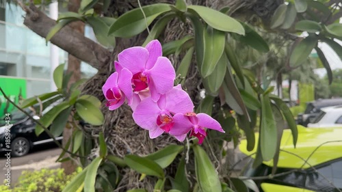 pink flowers in the garden