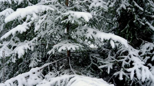 Snow covered branches of a conifer tree in a winter park during snowfall. Peaceful, cold environment. Snow is falling slowly. 4k footage.