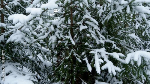 Snow covered branches of a fir tree in a winter forest creating a quiet winter wonderland scene. Misty atmosphere creates peaceful and mystical woodland landscape. Snow is falling slowly. 4k footage.