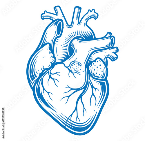 Detailed illustration of a human heart with arteries and veins  medical anatomy