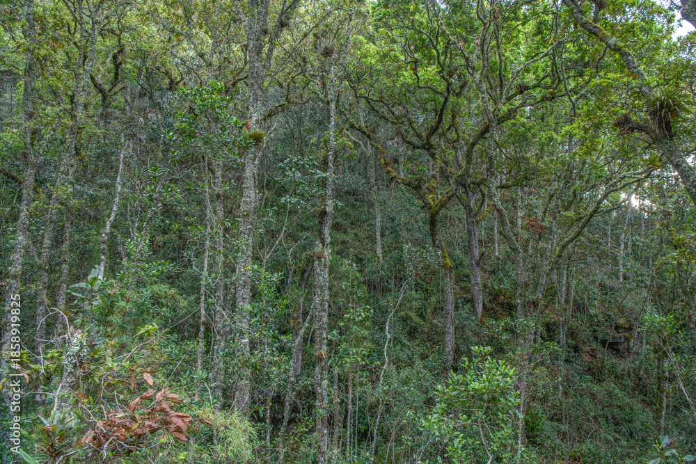 Fototapeta premium rainforest trees