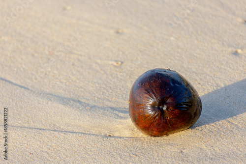 Coconut on the sand of a beach in Rio de Janeiro.