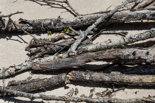 Broken branches on a street in Rio de Janeiro.