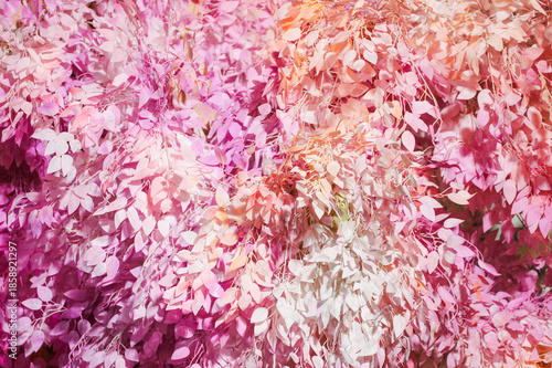 White and pink leaf used for decoration in a house in Rio de Janeiro.