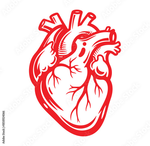 Red anatomical heart illustration with veins and arteries on white background