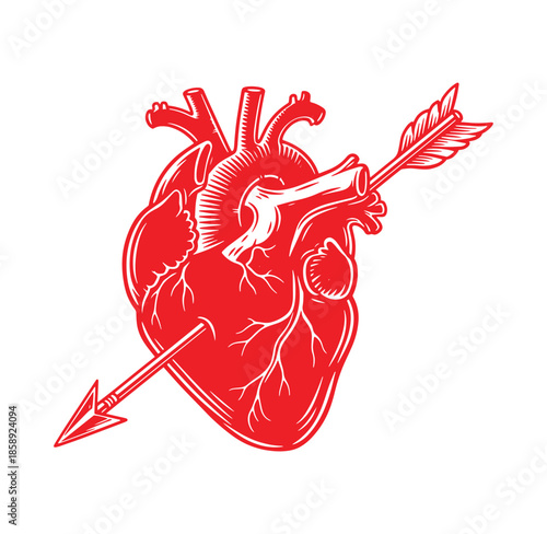 red anatomical heart pierced by arrow  human organ illustration