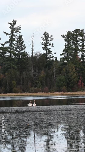 A pair of Trumpeter Swans swim across the stillness of a lake on a Wisconsin fall morning. Tall pine trees, make for a nice backdrop in this vertical video.