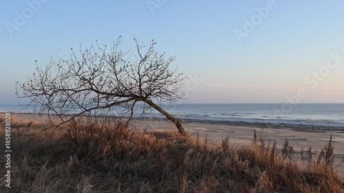 Wind-blown poplar tree growing on the top of sand dune on a Lake Michigan beach, on a winter morning.  Taken at Point Beach State Forest, Manitowoc County, Wisconsin.