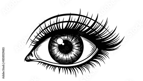 Detailed Black and White Illustration of a Human Eye with Long Eyelashes.
