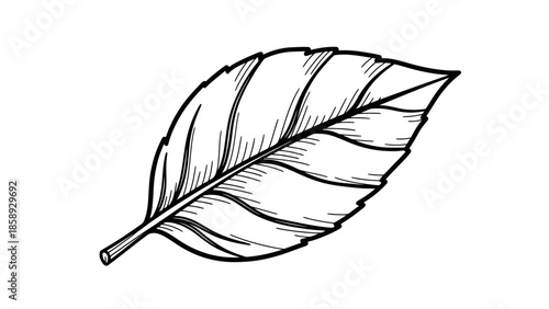 Detailed Hand Drawn Sketch of a Single Leaf with Veins.