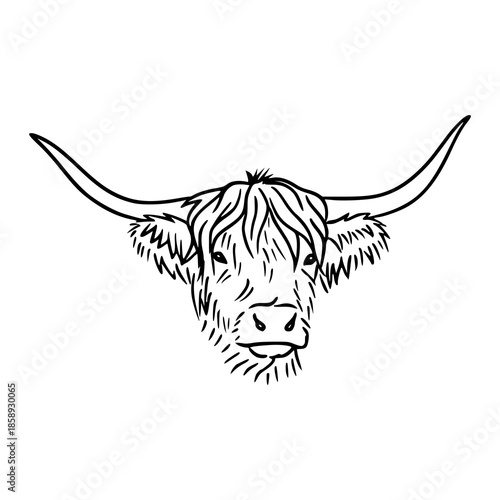 highland cow head line art illustration