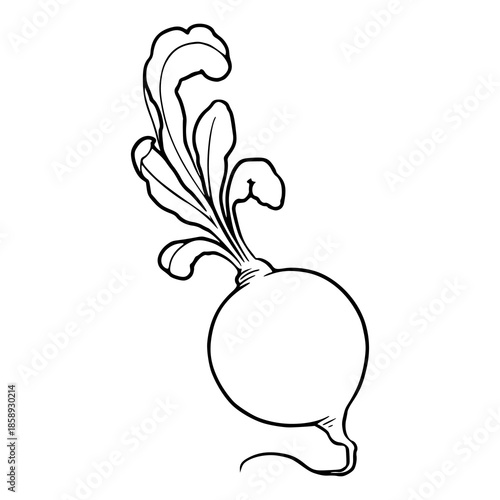 fresh farm organic radish or beetroot with leaves outline
