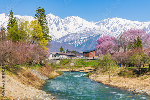 日本の風景・春　長野県白馬村　桜の名所　大出公園