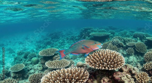 Underwater view, parrot fish swims above coral reef, clear blue water