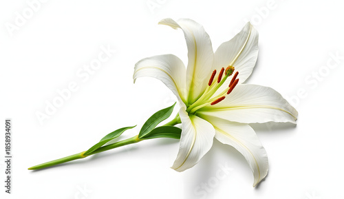 Single elegant white lily flower with green stem and leaves isolated on a white background