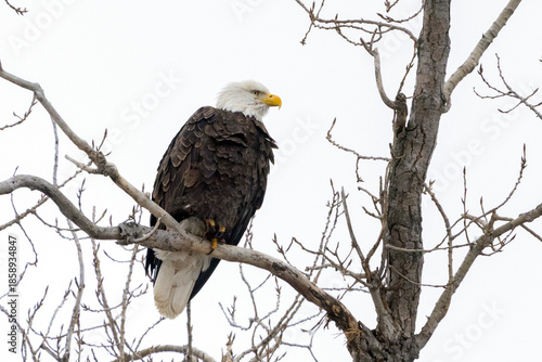 eagle in the tree in winter with white background