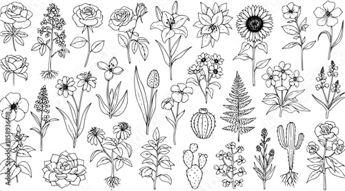 Black and White Line Art Botanical Illustrations of Flowers and Cacti, Nature Elements