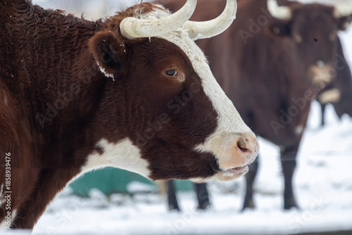 cow on a snowy day