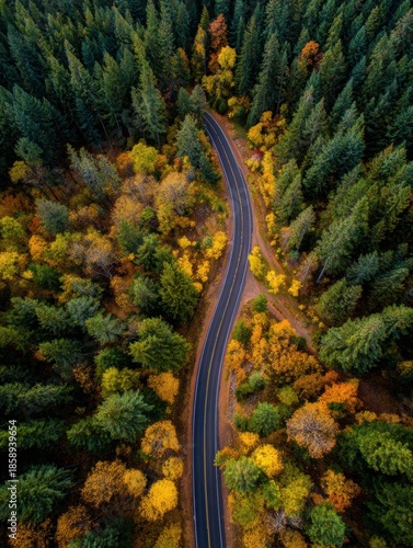 Winding Road Through Vibrant Autumn Forest Showcasing Colorful Trees and Scenic Landscape in a Tranquil Natural Setting