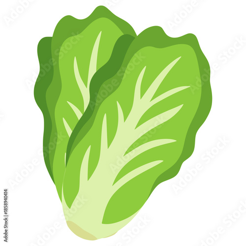 fresh chinese cabbage vegetable nature healthy food flat color vector illustration template design