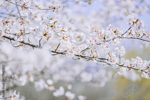 	満開を迎えた染井吉野