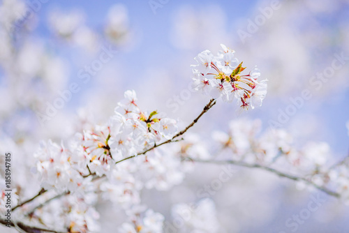 見頃を迎えた染井吉野のクローズアップ