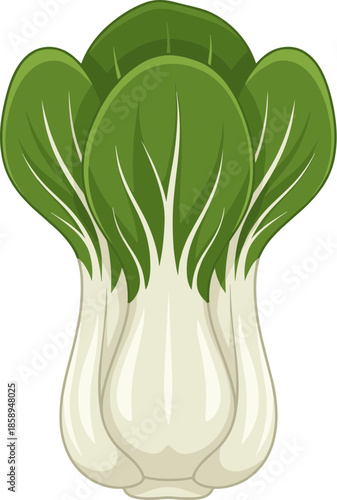 Fresh Style Cartoon Bok Choy Chinese Cabbage Isolated on White Background