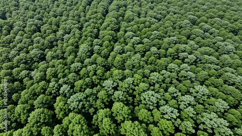 Aerial view of dense green forest canopy in nature landscape
