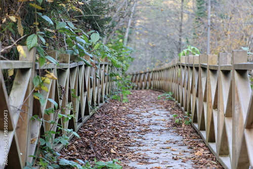 Canvas-taulu Leafy forest pathway. High quality photo