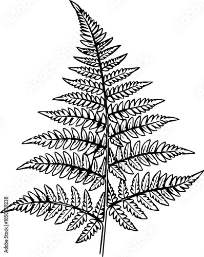 Delicate fern frond illustration for botanical designs, creating a natural, organic feel for logos, patterns, and elegant invitations with timeless appeal