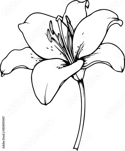 Elegant lily blossom illustration for greeting cards, wedding invitations, or botanical art prints, a classic floral design with timeless appeal and natural beauty