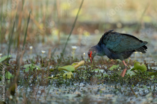 Purple Swamphen (Porphyrio porphyrio) in Bundala national park
