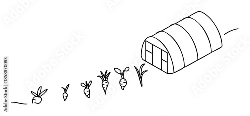 Simple line drawing showing the growth stages of a carrot from seedling to mature plant, depicted alongside a greenhouse, ideal for educational content about agriculture and gardening