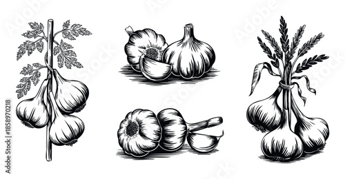 Various vintage black and white garlic illustrations depicting whole bulbs and individual cloves perfect for culinary themes and healthy cooking advertisements