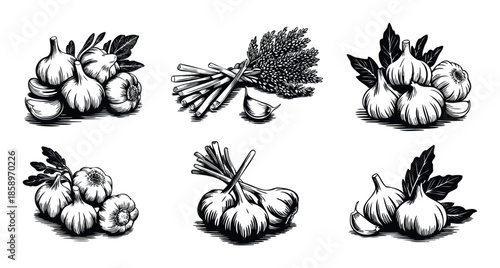 Black and white woodcut style culinary illustrations featuring a collection of fresh garlic bulbs cloves and various aromatic herbs perfect for food packaging recipe books or kitchen decor