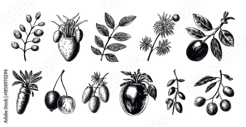 Collection of hand drawn botanical illustrations featuring various fruits, leaves, and plants in an engraved style, perfect for food packaging and organic product labels.