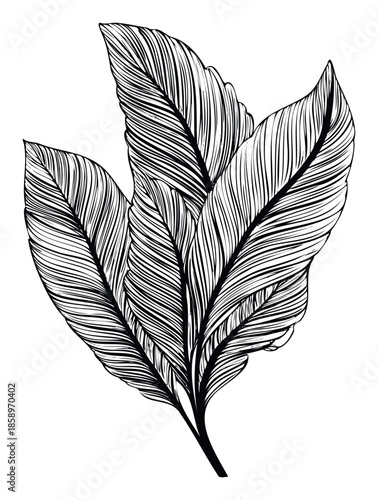 Monochromatic line drawing of tropical leaves perfect for creating organic botanical themed prints, natural decor, or ecofriendly brand identity
