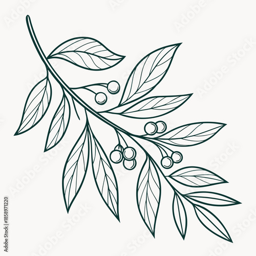 Illustrated branch with leaves and berries