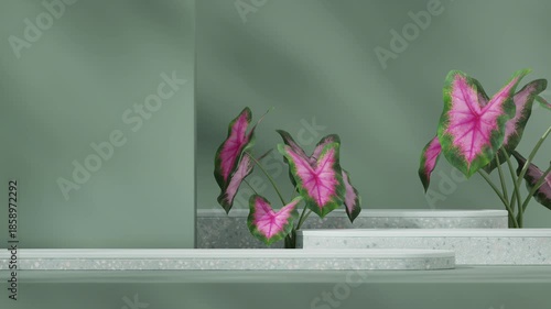 caladium pink burst plant in 3d footage render of mockup template green terrazzo podium seamless shadow animation looping