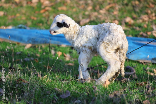 Lamb outdoors grass. The lamb was just born. High quality photo