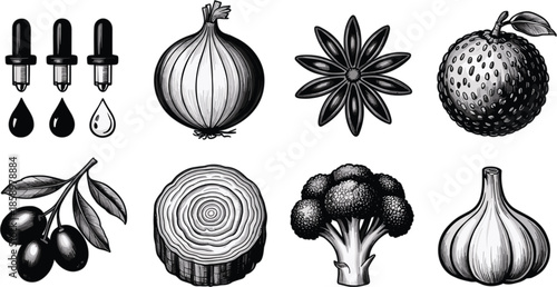 Vintage engraved botanical set featuring olives onion garlic star anise and essential oil droppers for organic apothecary and herbal medicine branding vector