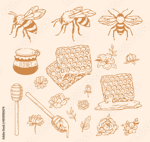 Vintage hand drawn honey bee collection with honeycomb jar and botanical flowers in engraving style for organic design