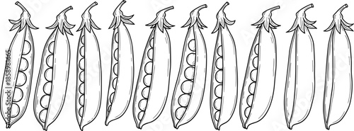 Hand Drawn Fresh Green Pea Pod Collection Featuring Multiple Open and Closed Shells, CAD Drawing Flat Vector Illustration, Line Art