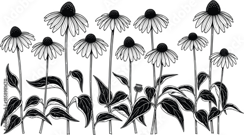 Hand Drawn Echinacea Flower Botanical Set Featuring Coneflower Line Art and Black Leaf Illustrations for Herbal Medicine and Floral Design