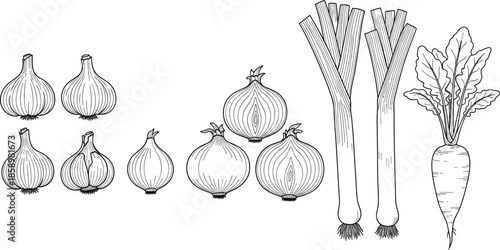 Hand Drawn Fresh Garlic, Onion, Leek, and Radish Vegetable Collection for Kitchen Garden Design, CAD Drawing Flat Vector Illustration, Line Art