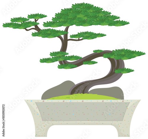 bonsai tree isolated on white