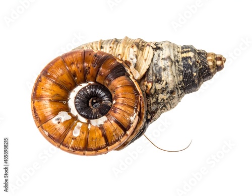 Close-up of a snail shell with swirling patterns, isolated white