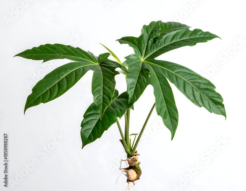 Close-up of a vibrant green plant with large, star-shaped leaves