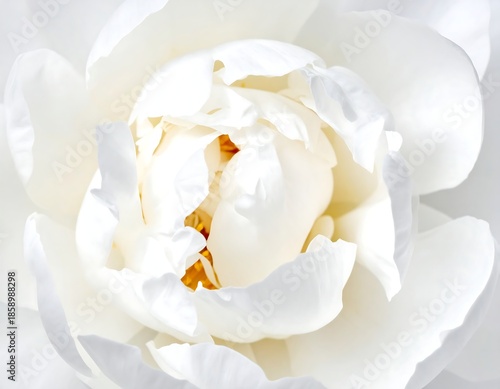 Close-up of delicate white flower petals, soft and inviting
