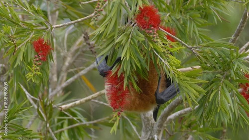 Great Mascarene fruit bat - Mauritius flying fox licking red flowers on tree